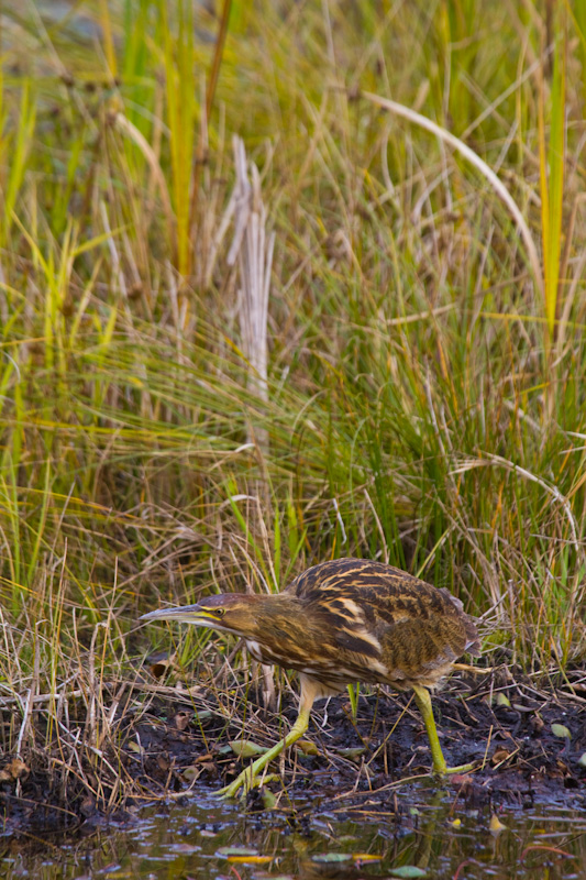 American Bittern